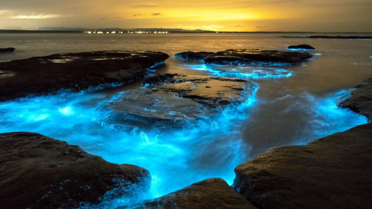 playa de medusas bioluminiscentes