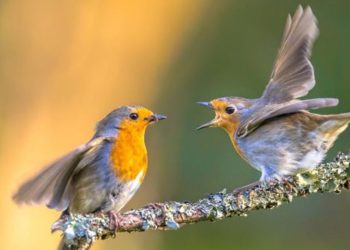 ¿Las parejas de pájaros también pueden divorciar?