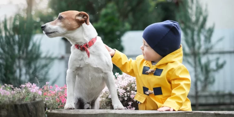 Censo de perros León