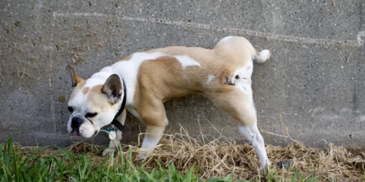 Perro orinando en León