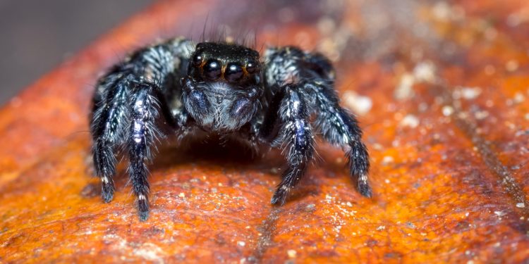 Niño se deja picar por una araña para ser Spiderman 1