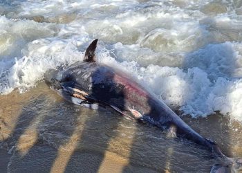 Aparece un atún muerto y los bañistas se lo llevan