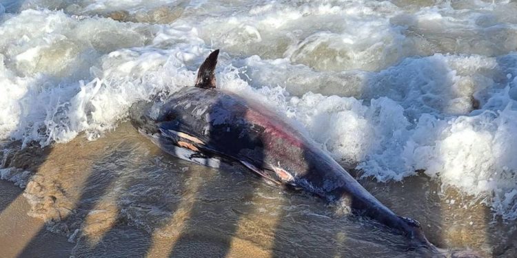 Aparece un atún muerto y los bañistas se lo llevan