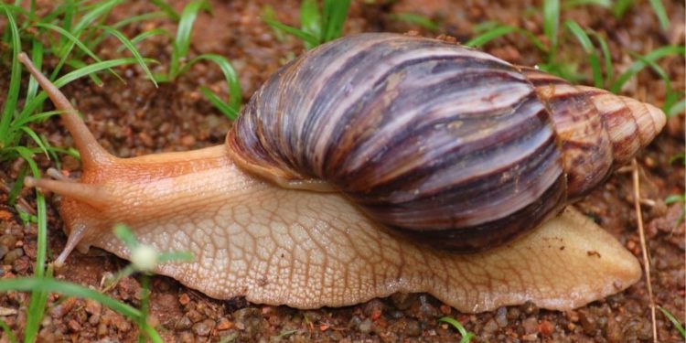 El caracol gigante africano, ¿Dónde se encuentra en España? #caracol #caracolgiganteafricano #africa #españa #canarias #digitaldelon https://digitaldeleon.com/curiosidades/caracol-gigante-africano-donde-encuentra-espana/