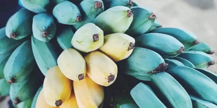 El nuevo plátano de Canarias que es azul
