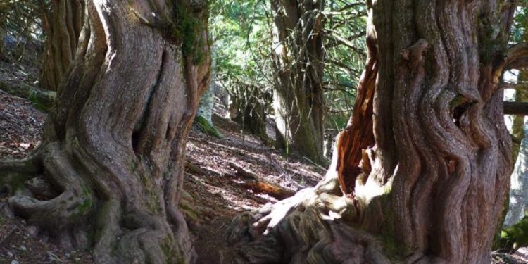 El bosque milenario de Palencia