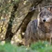 Lobos en Mansilla, León