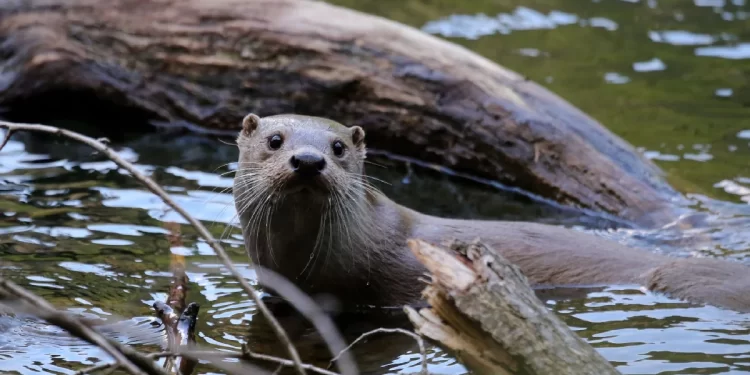 Nutria en el río