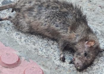 La gran rata muerta que asusta a León