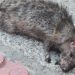 La gran rata muerta que asusta a León