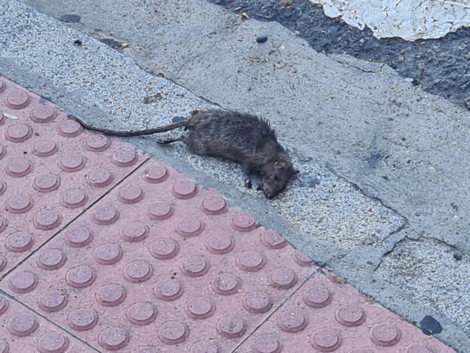 Una gran rata muerta sorprende en el paseo en el centro de León 2