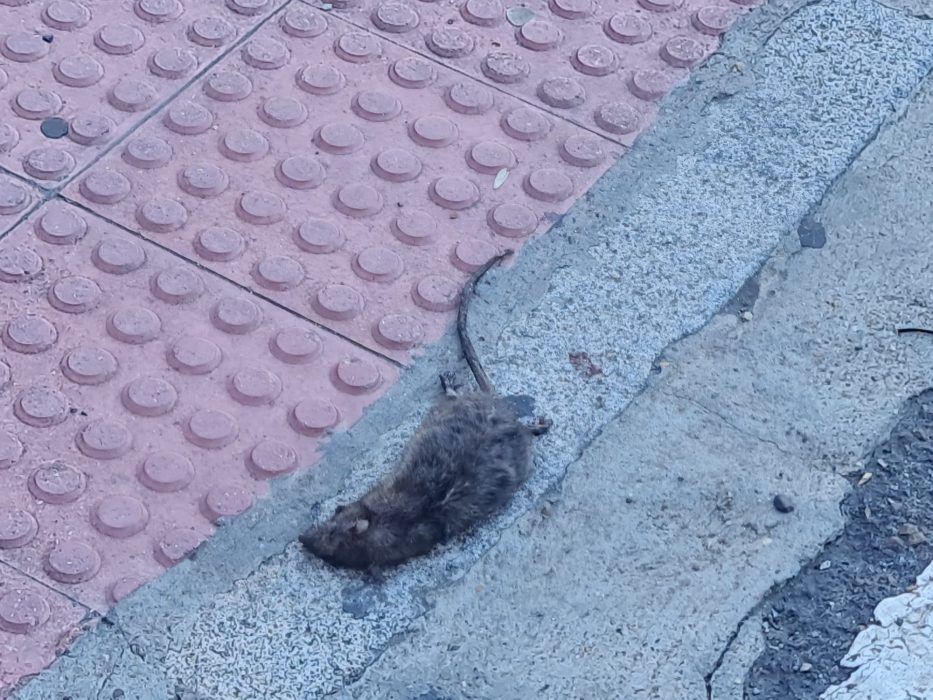 Una gran rata muerta sorprende en el paseo en el centro de León 3