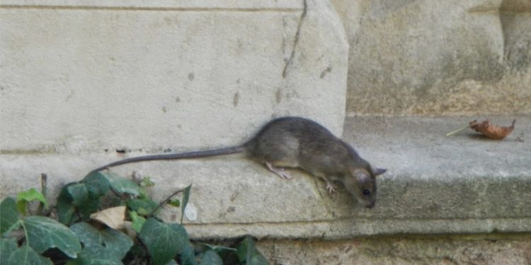 Las ratas campan a sus anchas a las puertas de este colegio