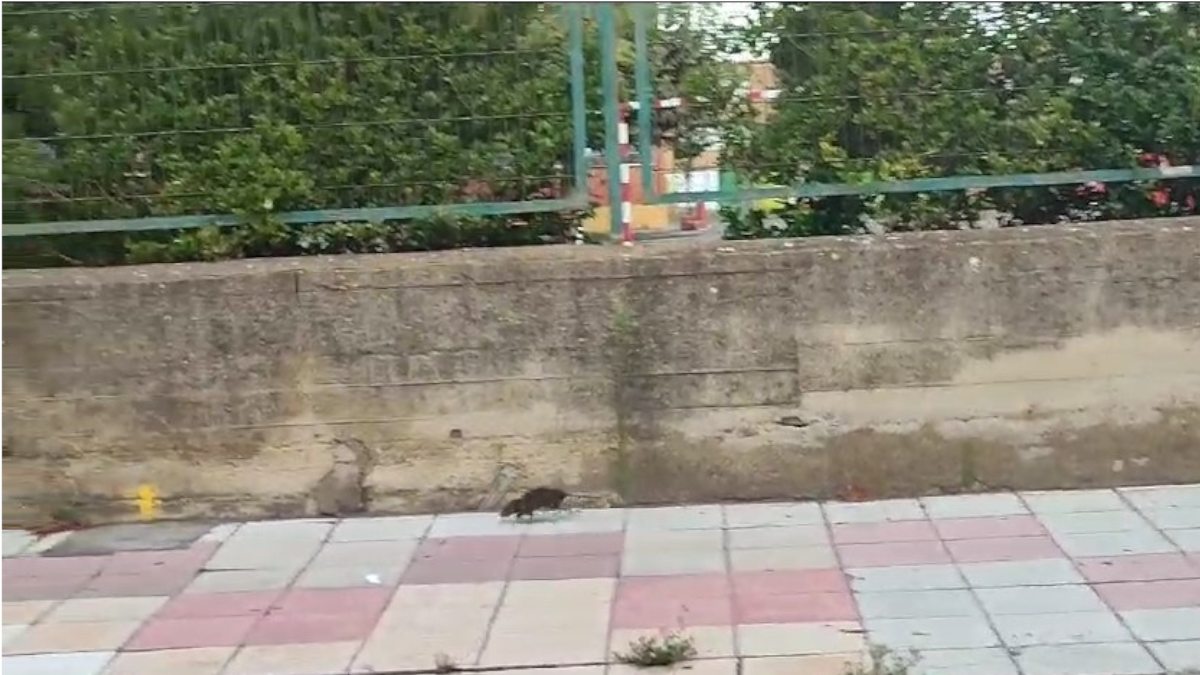 Las ratas corrían así esta mañana a las nueve de la mañana