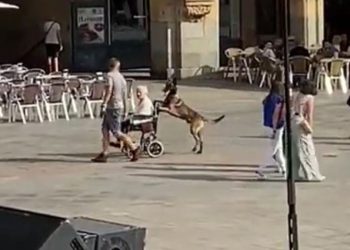 ¡Increíble! Un perro pasea a una mujer en silla de ruedas por la Plaza Mayor