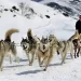 Carrera Mushing en León