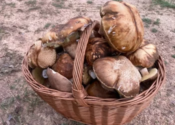 Boletus en León