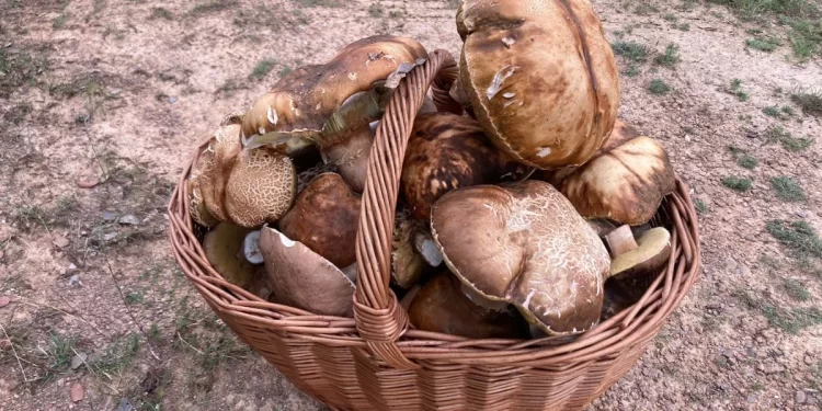 Boletus en León