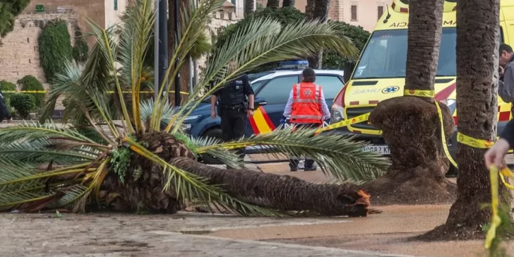 Palmera Pino Montano