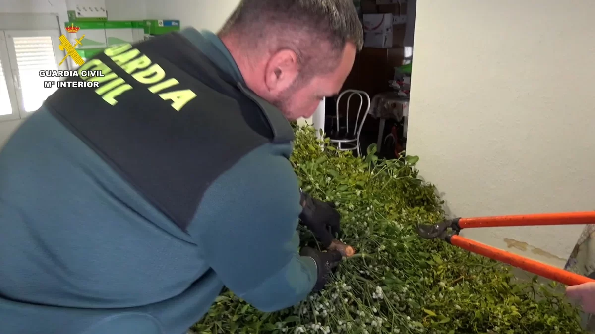 La Guardia Civil incauta 300 kilos de muérdago ilegal en plena campaña navideña 2