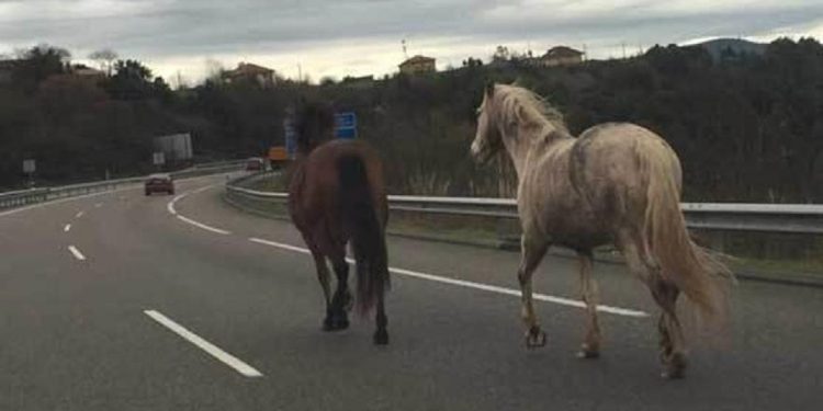 Unos caballos provocaron un complicado accidente
