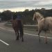 Unos caballos provocaron un complicado accidente