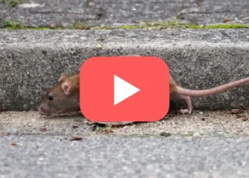 Ratas en León