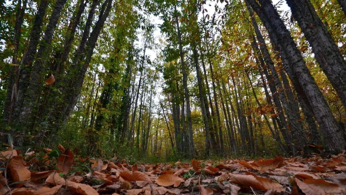 Un bosque de León se cuela entre los más bonitos de España 1