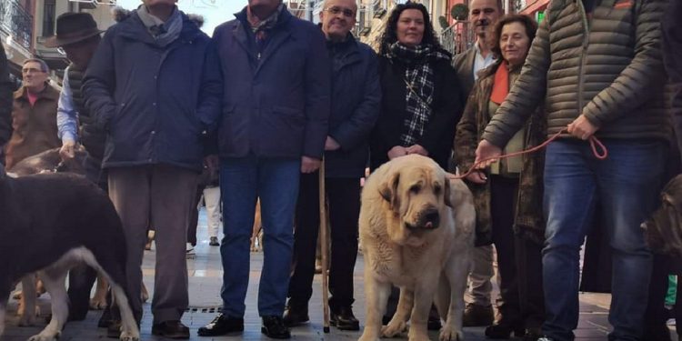 Encuentro de los mejores mastines del año