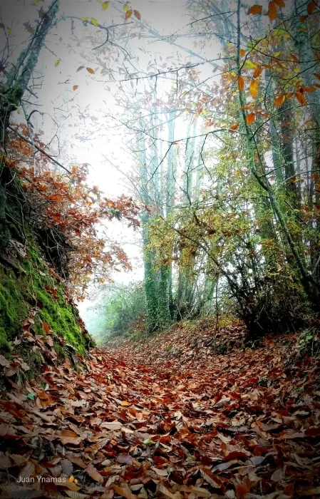 Villar de los Barrios elegido "Bosque del año en España 2024"