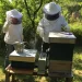 La miel de León arrasa en los premios nacionales 2