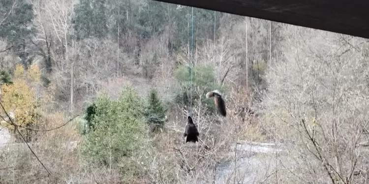 Lobo en un puente