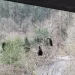 Lobo en un puente