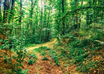 Villar de los Barrios elegido "Bosque del año en España 2024"