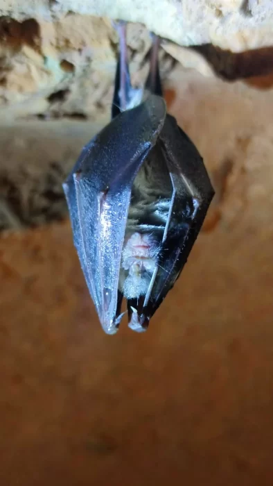 Un murciélago hibernando en una cueva de Las Médulas con escarcha en la cabeza