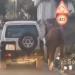 Conduce con un caballo atado a su coche