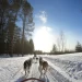 Mushing