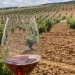 Ruta del Vino de León