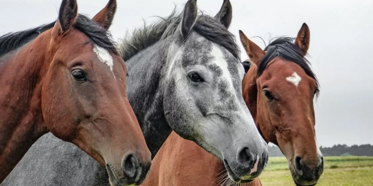 La Feria Equina de febrero se traslada a marzo 1