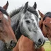 La Feria Equina de febrero se traslada a marzo 1