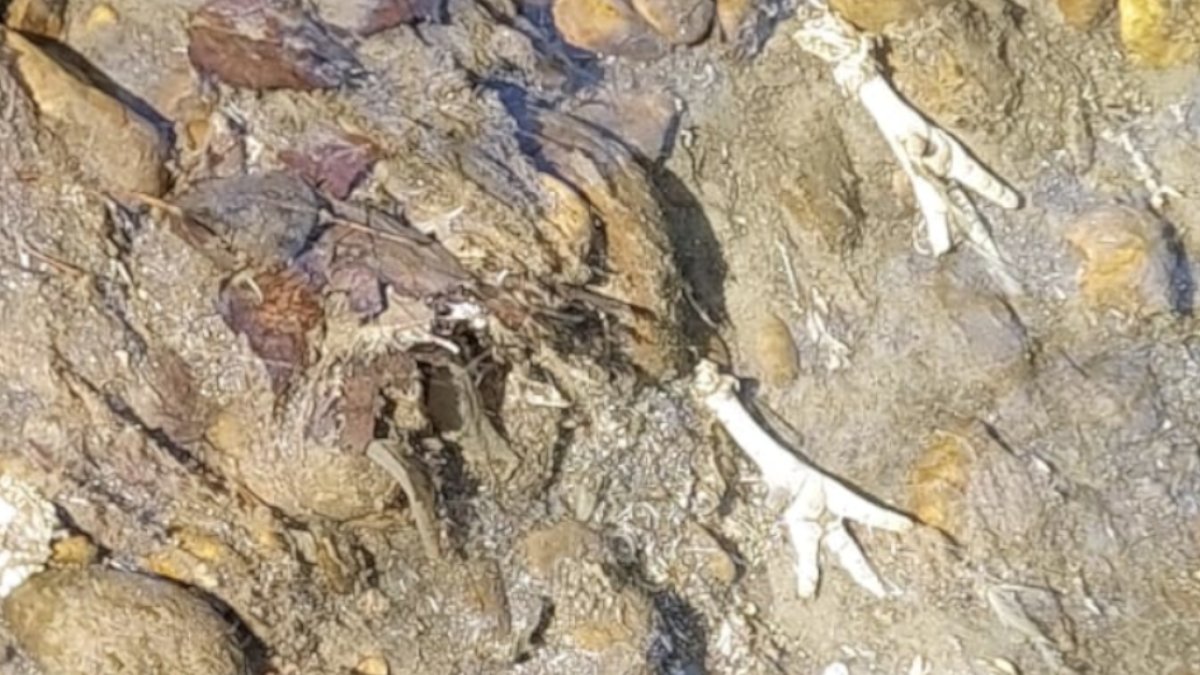 Cadáveres de pollos y restos de vísceras en el reguero de Ferral 2