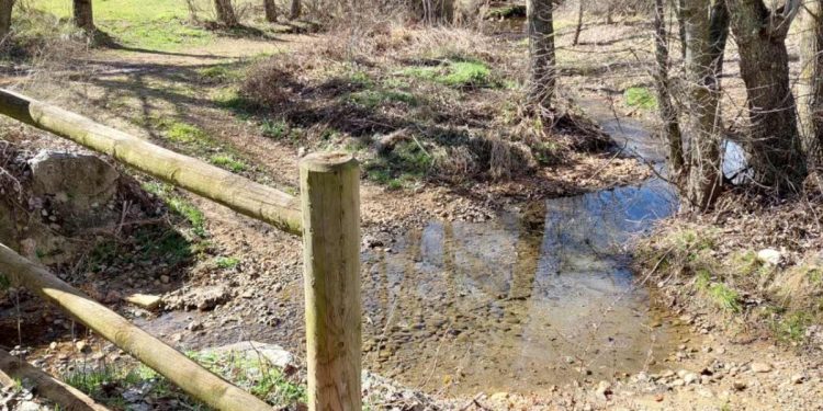 Cadáveres de pollos y restos de vísceras en el reguero de Ferral 1