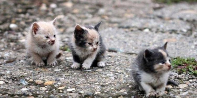 El pueblo de León que tiene un problema con los gatos porque tiene superpoblación