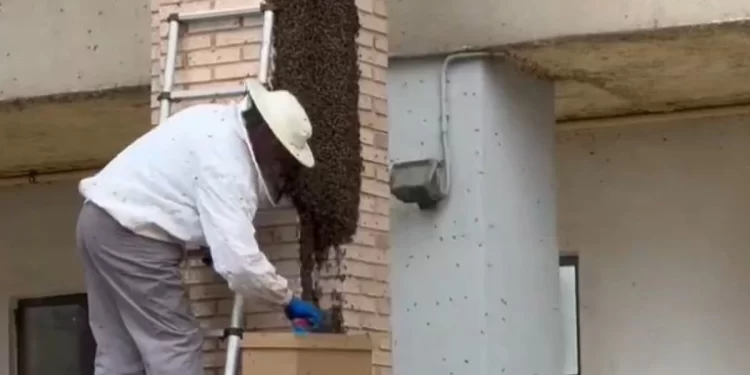 Enjambre de abejas