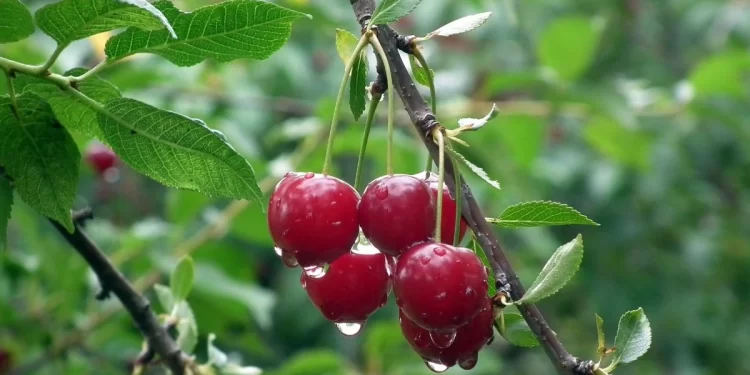 Comienza la temporada de cerezas pasada por agua 1