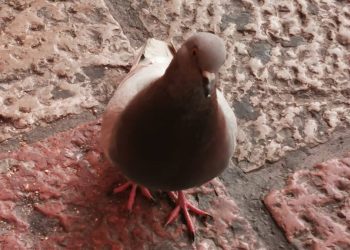 La batalla campal por las palomas en León