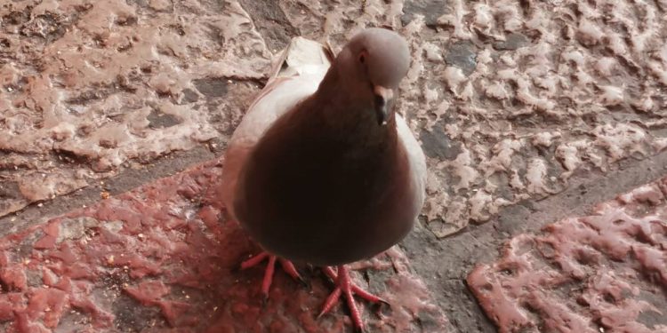 La batalla campal por las palomas en León