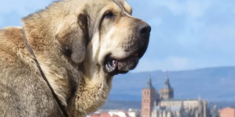 La capital maragata será la sede del campeonato nacional más canino 1