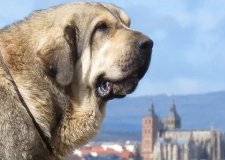 La capital maragata será la sede del campeonato nacional más canino 6