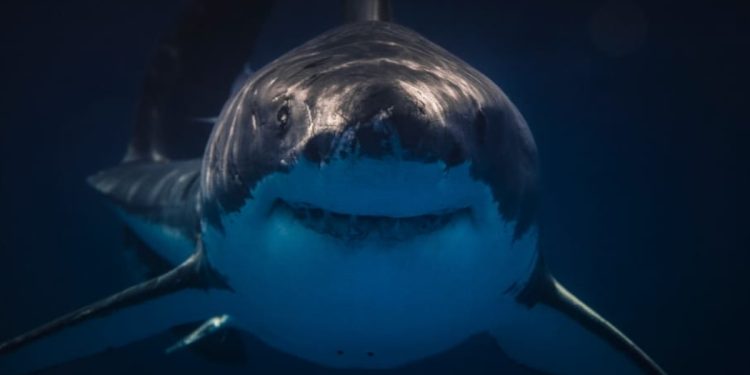 Tiburones en las playas españolas